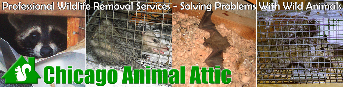 Chicago Animal Attic